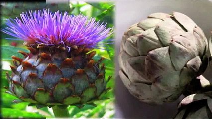 Cooking artichokes
