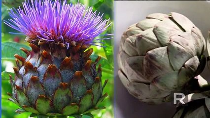 Cuire les artichauts