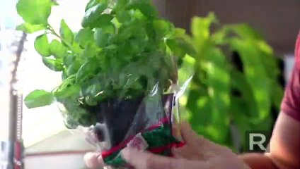 Conservation des fines herbes fraîches