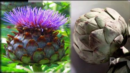 Cooking artichokes