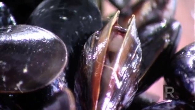 Cooking mussels