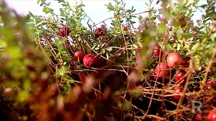 Cranberries - Centre d'interprétation de la canneberge