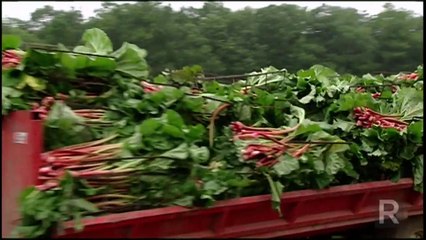 Rhubarb - St-Eustache