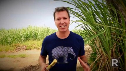 Qu'est-ce que la canne à sucre?
