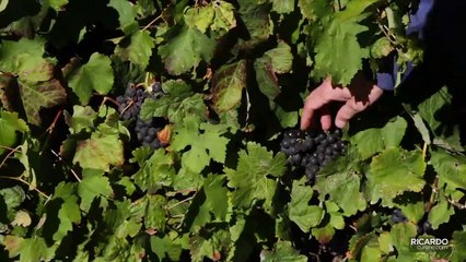 Vin rouge : d'où vient la couleur de l'étiquette?