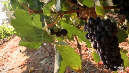 Shiraz : les différentes vignes