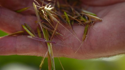 04 - Le riz sauvage de Lac La Ronge, hautement nutritif