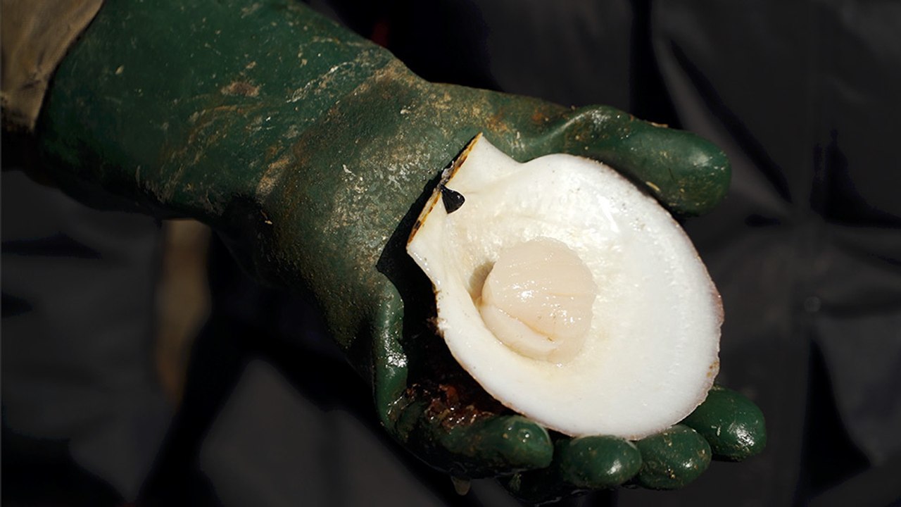 02 - The Digby giant scallop, the most delectable of its species
