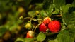 03 - Les fraisiers de Lavaltrie, développés au Canada et vendus à l’étranger