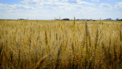 01 - Edgely wheat, a high-quality cereal
