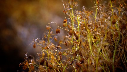 18 - Lentils from Riceton, an excellent source of protein
