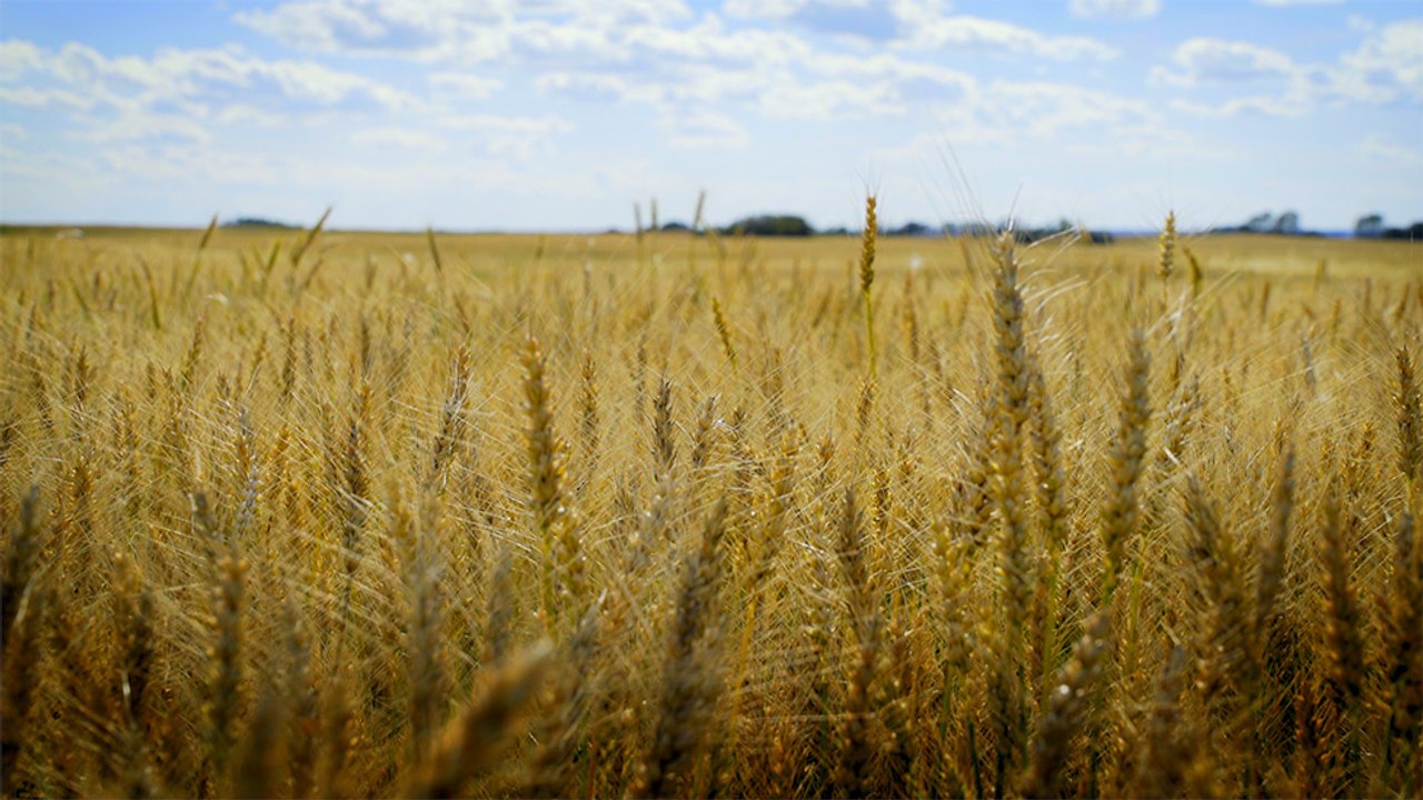 01 - Le blé d’Edgeley, une céréale de qualité inégalée
