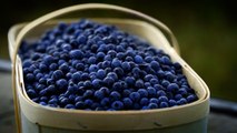 08 - Saint-Félicien wild blueberries, Saguenay-Lac-Saint-Jean’s iconic fruit
