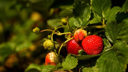 03 - Lavaltrie strawberry plants, developed in Canada and sold abroad