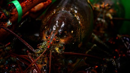 07 - Parker’s Cove lobster, recognized for its high-quality meat