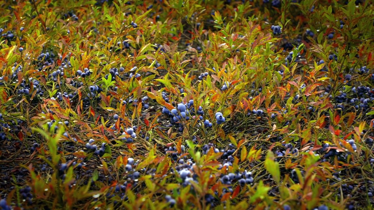 08 - Le bleuet sauvage de Saint-Félicien, l’emblème du Saguenay-Lac-Saint-Jean