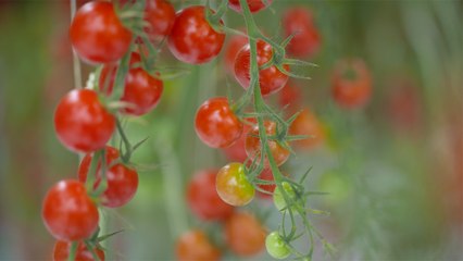 33 - La tomate de serre de Leamington, un fruit sucré et savoureux