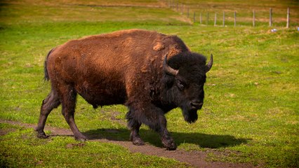 30 - Le bison de Bentley, une viande naturelle à 100 %
