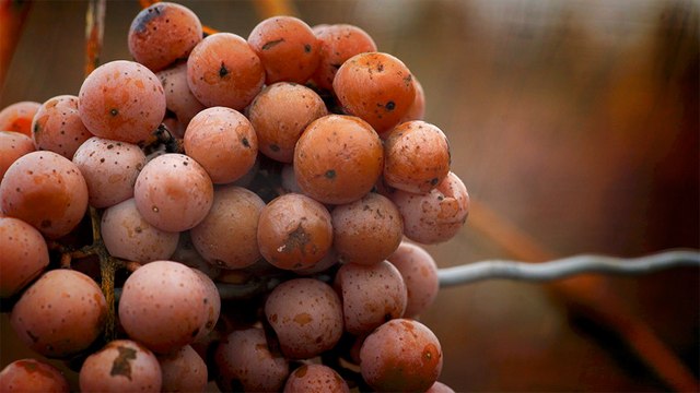 19 - Icewine from the Niagara Peninsula, the most highly prized Canadian product on the international wine market