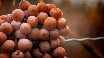 19 - Icewine from the Niagara Peninsula, the most highly prized Canadian product on the international wine market
