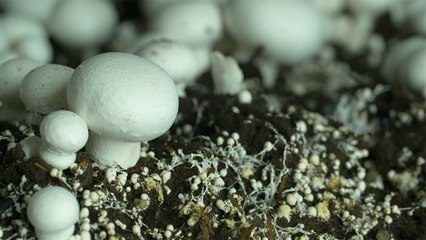 25 - Les champignons de Leamington, un produit canadien cultivé 12 mois par année