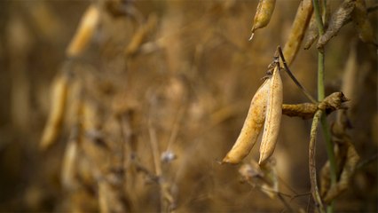 16 - Dried peas from Landis, Saskatchewan, a variety of pulse sold in over 75 countries