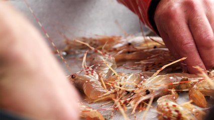37 - La crevette tachetée de Vancouver, un exemple de pêche durable pour la planète