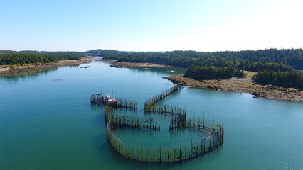 38 - Les sardines en conserve de Blacks Harbour, prisées par les Jamaïcains