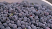 43 - Abbotsford cultivated blueberries, the top Canadian fruit export