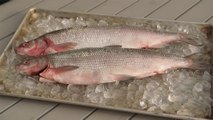 46 - Lake whitefish from Hay River, a fishing tale that began in 1892