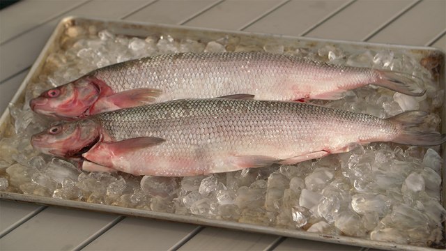 46 - Lake whitefish from Hay River, a fishing tale that began in 1892