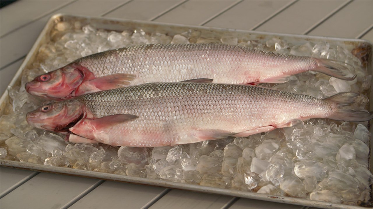 46 - Lake whitefish from Hay River, a fishing tale that began in 1892