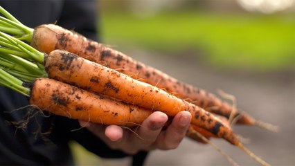 49 - Les carottes de Bradford, un des légumes de champ les plus cultivés au pays