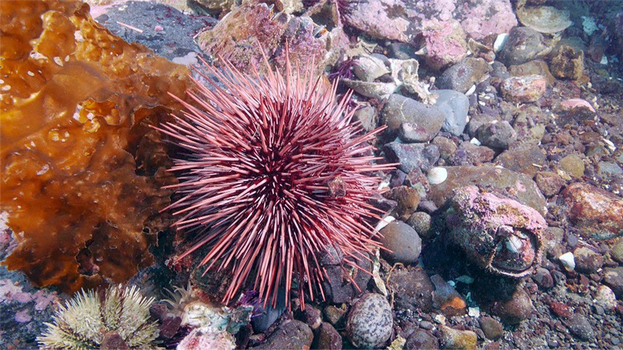 41 - Sea urchins from Vancouver, everyone’s favourite