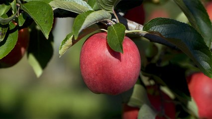 51 - Les pommes de Newcastle, une des cultures fruitières les plus rentables au pays