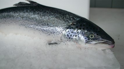 45 - Farmed salmon from Kitasoo/Xai’xais: raised to preserve our natural resources for the future