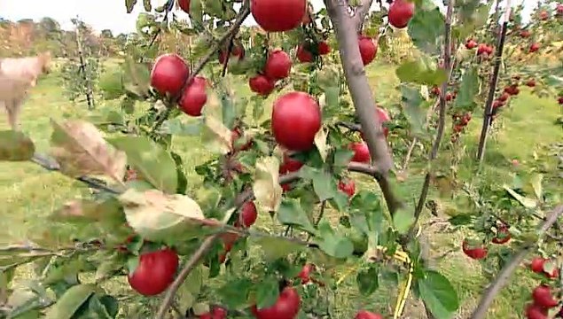 TOPO WEB RF3 59-POMMES EN