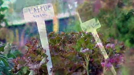 TOPO WEB RF3 64-HERBES SALEES EN
