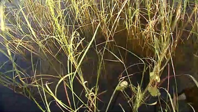 TOPO WEB RF3 76-RIZ SAUVAGE EN