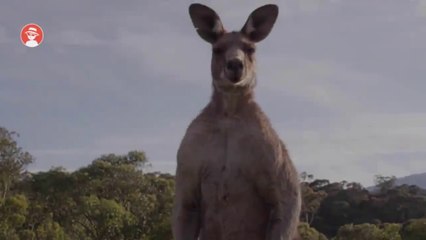 8 WORLD'S MOST AWESOME ATTACKS - Eagle_HD // 8 ATAQUES MAIS IMPRESSIONANTES DO MUNDO - Águia_HD