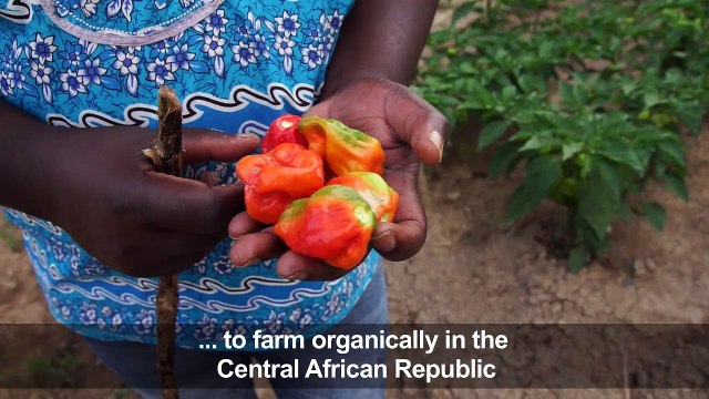C. African educational farm develops innovative techniques