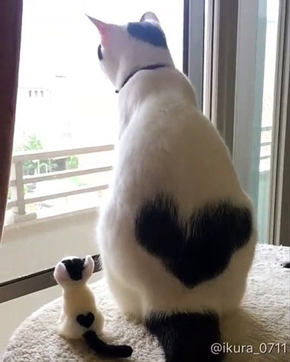 Dog & cat 17