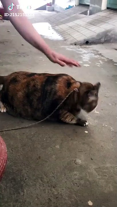Dog & cat 18