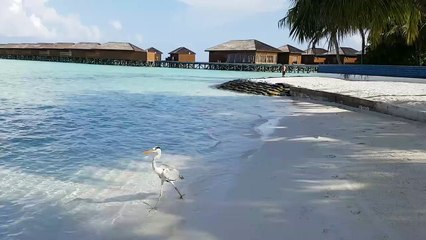 Kumsalda Yürüyen Deniz Kuşuna Köpek Balıkları Saldırdı !