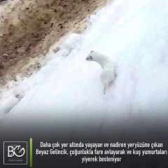 Nesli Tükendiği İçin Koruma Altına Alınan ve Tunceli’de Görüntülenen Beyaz Gelincik