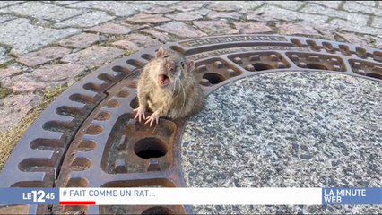 Allemagne : Une dizaine de pompiers se mobilise pour sauver... un rat ! Vidéo
