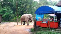 Brazen elephant steals tourists' lunch in Thai camp