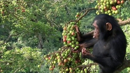 Carré VIP - Nathalie Baye chez les grands singes