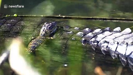 Brave tiny alligator rests on mum's back before going for a solo swim