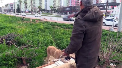 Sırtına bağladığı kazanla sokak köpeklerine yemek taşıyor - ADANA